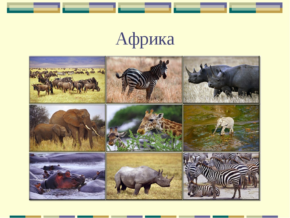 Животные африки 2 класс. Африка окружающий мир. Африка презентация. Африка 2 класс.