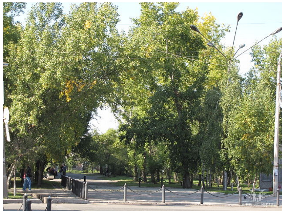 Картинки деревья в городе