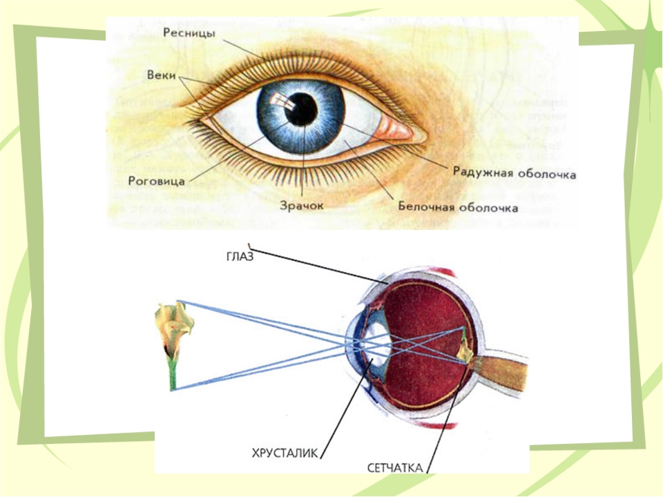 Белочная оболочка склера строение. Строение белочной оболочки глаза. Функции белочной оболочки глаза человека. Глаз мышцы глаза белочная оболочка.