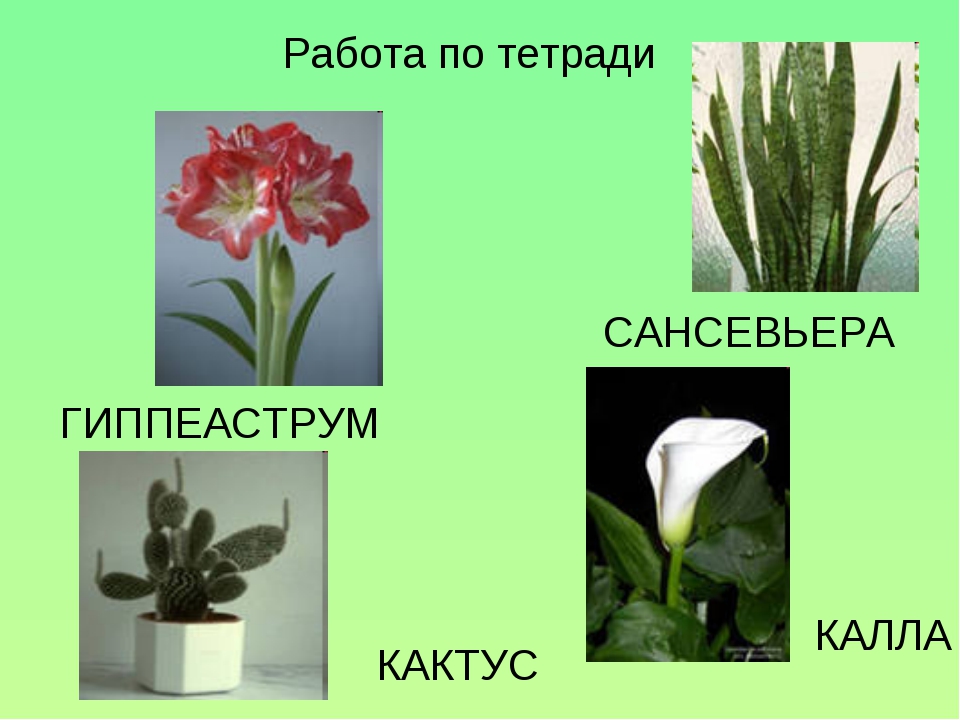 Комнатные растения окружающий мир 2. Растения Калла сансевьера гиппеаструм. Калла сансевьера гиппеаструм. Комнатные растения Калла сансевьера гиппеаструм. Цветы Калла сансевьера гиппеаструм.