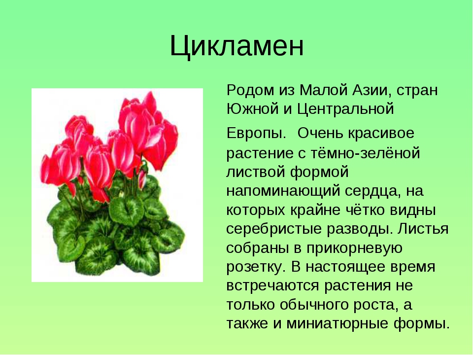 Информация о цветах памяти. Презентация на тему цветы. Рассказ о комнатном цветке. Проект про цветы. Доклад про растение цикламены.