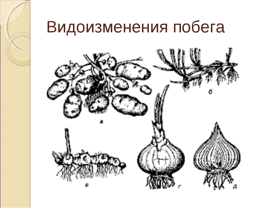 Папоротникообразные образуют видоизмененные органы корневища клубни луковицы. Рис луковица клубень корневище. Видоизменения стебля клубень. Подземные метаморфозы побега клубень картофеля. Подземные видоизменения стебля.