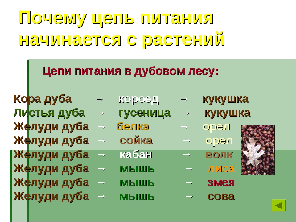 Пример цепи питания 3. Цепи питания в лесу 3 класс примеры. Пищевая цепочка которая начинается с растений. Цепь питания леса. Цепь питания начинается с растений.