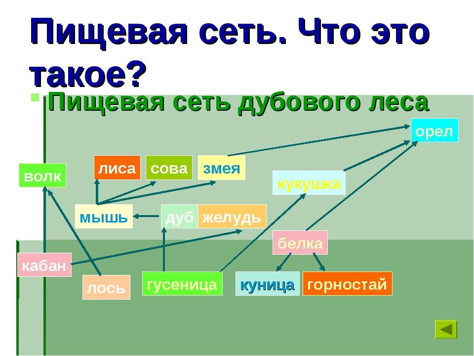 Пищевая сеть. Пищевая сеть Луга. Пищевая сеть Луга схема. Пищевая сеть рисунок.