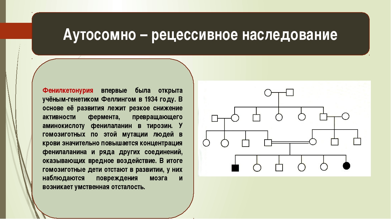 Генетика 9 класс биология презентация