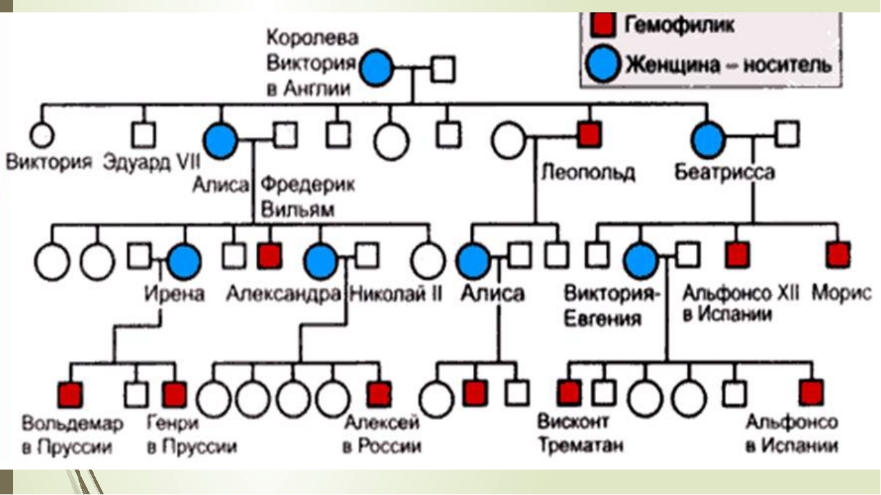 Древо семьи биология генетика. Родословная семьи с наследованием гемофилии. Родословная схема семьи с наследованием гемофилии. Родословная царской семьи с гемофилией.