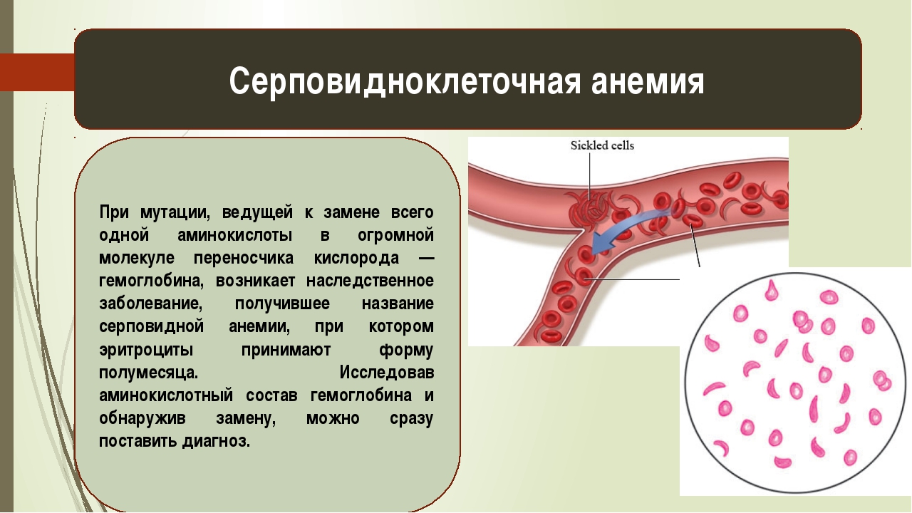 Генетика человека биология 10 класс презентация