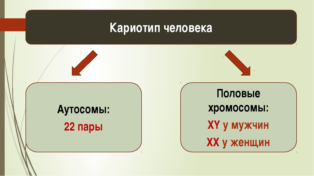 Генетика человека биология 10 класс презентация