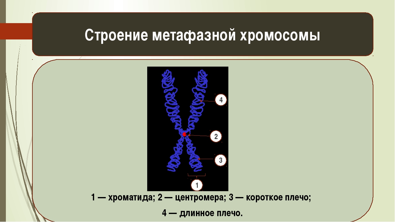 История генетики презентация 10 класс. Генетика 10 класс. Генетика 10 класс биология. Презентация основные понятия и символы генетики 10 класс.