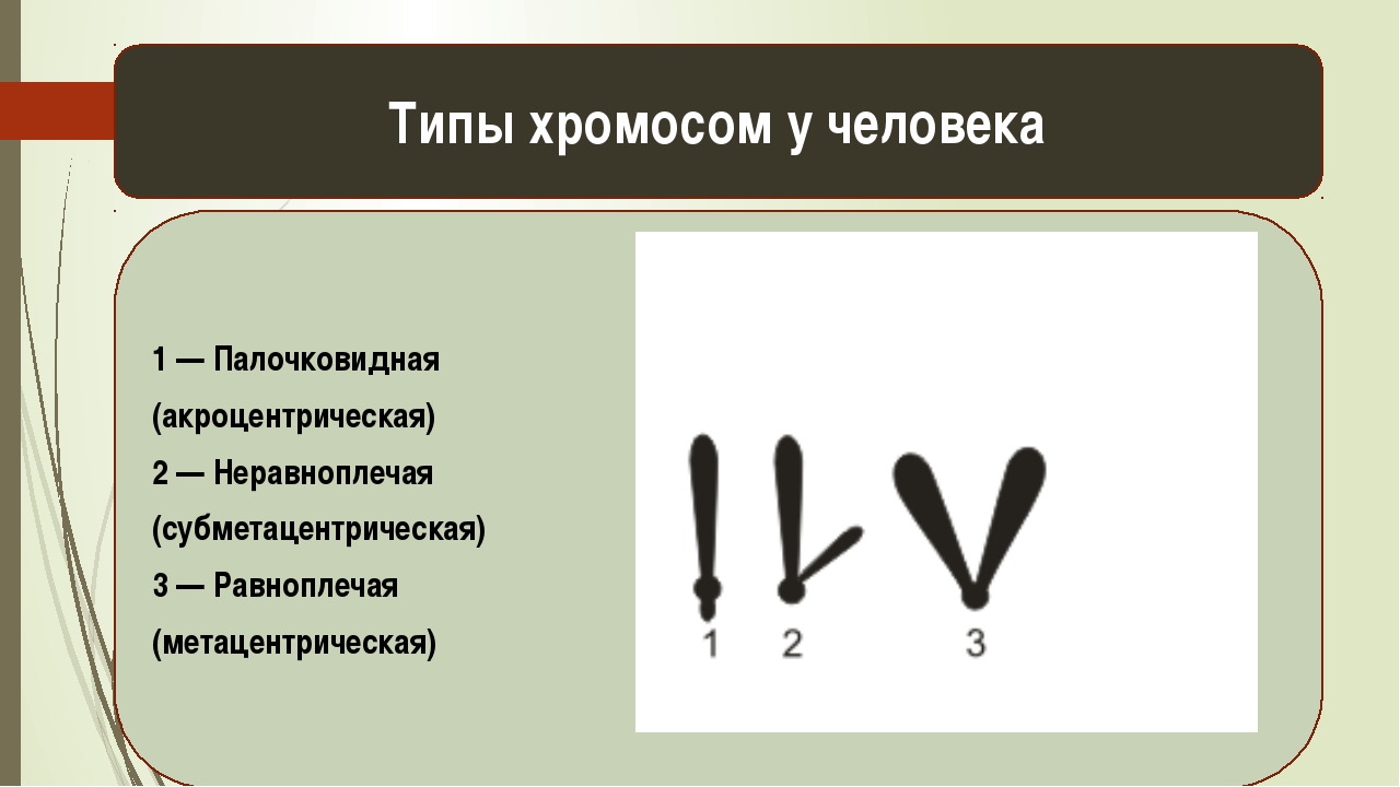 Генетика пола 10 класс биология презентация