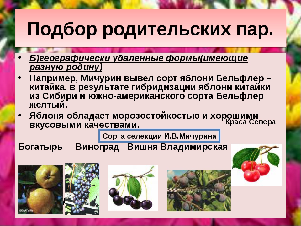 Особенности селекции растений 9 класс. Подбор родительских пар селекция растений. Подбор родительских пар примеры растений. Подбор родительских пар примеры. Яблоня маньчжурская в селекции растений.