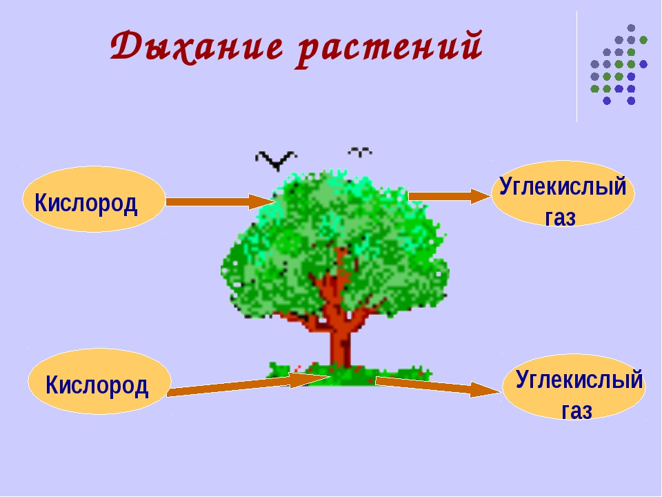 Картинка дыхание растений