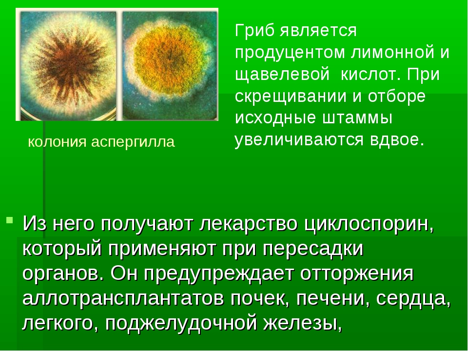 Презентация биология селекция микроорганизмов