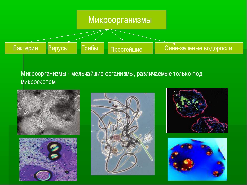 Бактерии в основе. Селекция микроорганизмов искусственный отбор. Селекция микроорганизмов. Методы селекции микроорганизмов. Селекция животных и микроорганизмов.
