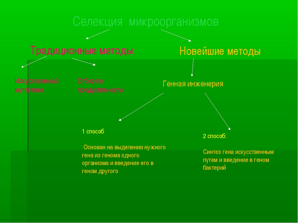 Основы селекции 9 класс конспект кратко. Селекция растений таблица микроорганизмов. Методы селекции микроорганизмов таблица. Методы селекции микроорганизмов. Традиционные методы селекции микроорганизмов.