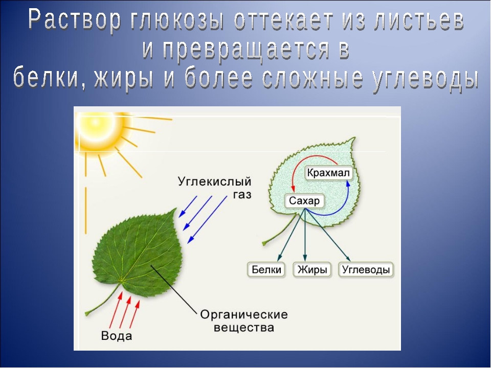 Фотосинтез картинки для презентации