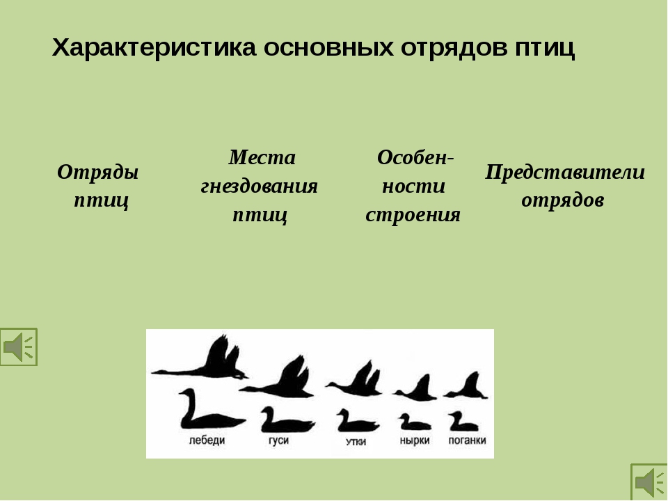 Воробьинообразные птицы таблица. Отряды птиц. Основных отрядов птиц. Отряды птиц и представители. Характеристика основных отрядов птиц.