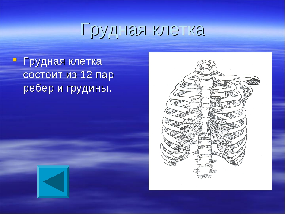 Рисунок грудной клетки с подписями