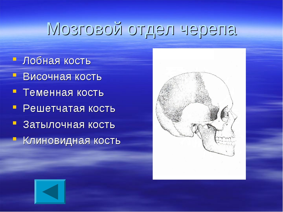 Через кость. Затылочная и височная кости. Височная и теменная кость. Кости мозгового черепа теменная кость. Плоские кости мозгового черепа.