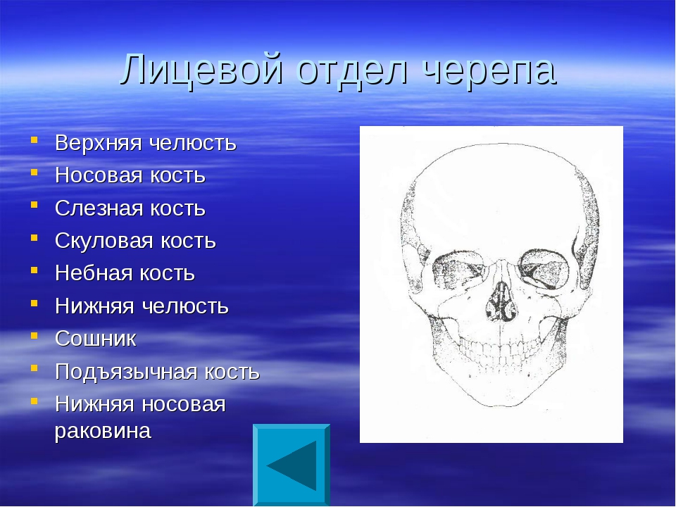 Анатомия костей лицевого отдела. Строение лицевого отдела черепа. Кости лицевого отдела черепа. Строение костей лицевого черепа. Деление лицевого отдела.