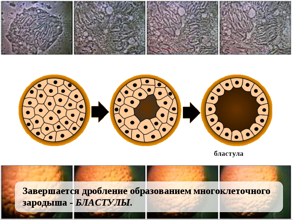 Дробление это образование. Образование бластулы. Дробление и образование бластулы. Формирование бластулы. Образование многоклеточного зародыша.