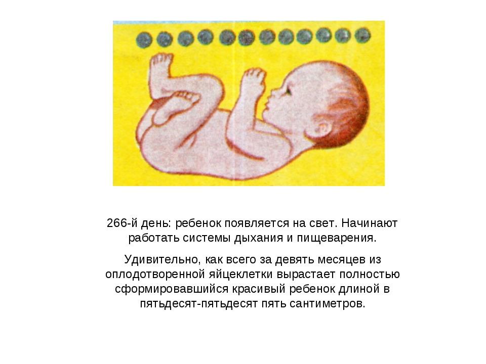 Эмбриональное развитие человека презентация