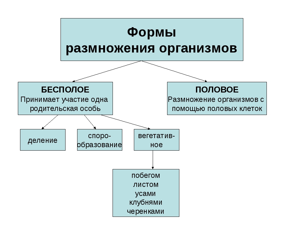 Взрослые родительские организмы схема