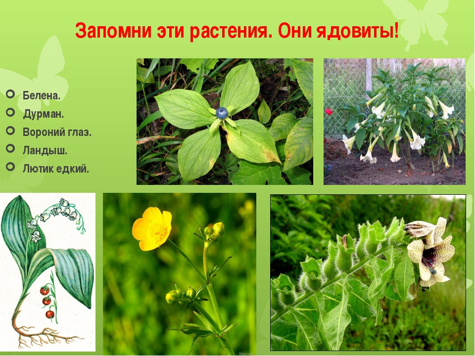 Ядовитые травы россии фото и названия