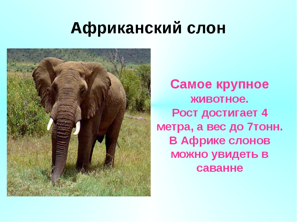 Слоников краткое. Африканский слон красная книга. Слон Африканский рассказ для детей 1 класса. Слоны в красной книге. Описание слона.