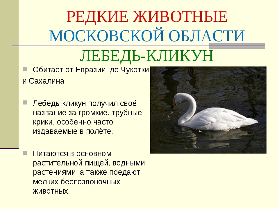 Красная книга московской области проект