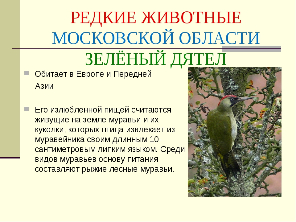 Красная книга московской области проект