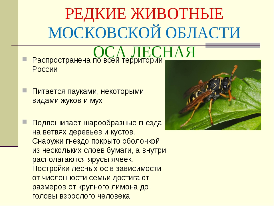 Животные красной книги подмосковья. Редкие животные Московской области. Редкое животное в Московской области. Редкое животное Подмосковья.