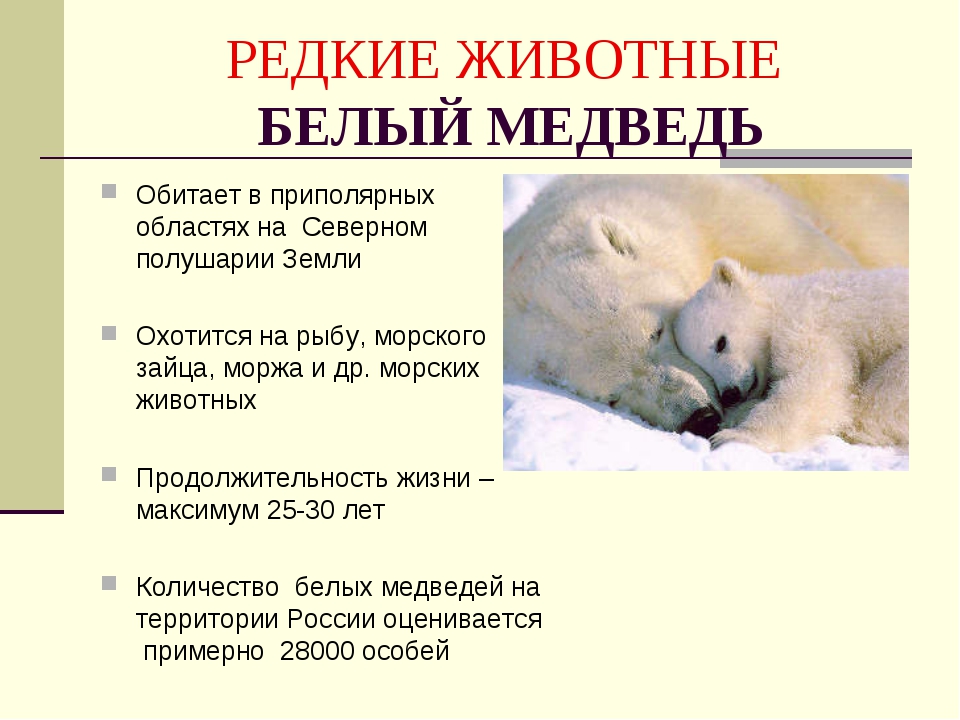 Где обитают белые медведи на каком материке. Продолжительность жизни белого медведя. Охрана редких животных. Причины сокращения численности белых медведей. Почему белый медведь обитает в Северном полушарии.