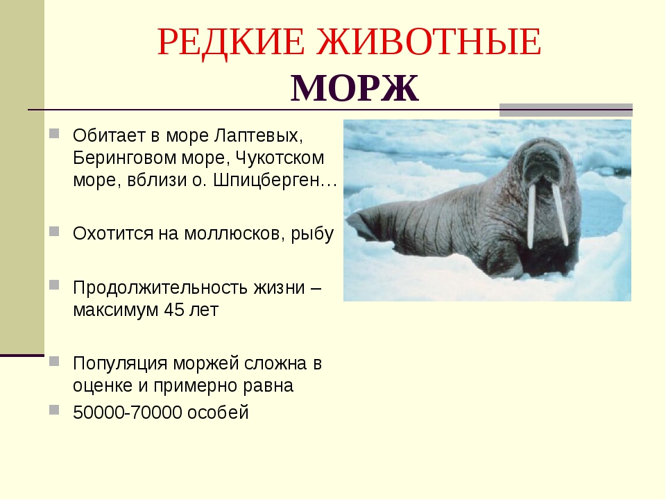 Презентация о моржах