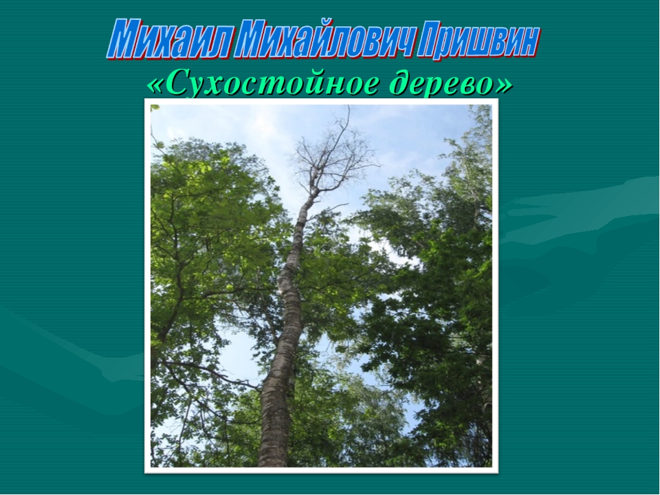 Пришвин деревья в лесу. Сухостойное дерево читать. Сухостойное дерево пришвин читательский дневник. Книга Пришвина разговор деревьев обложка. Картинка к рассказу сухостойное дерево Пришвина.