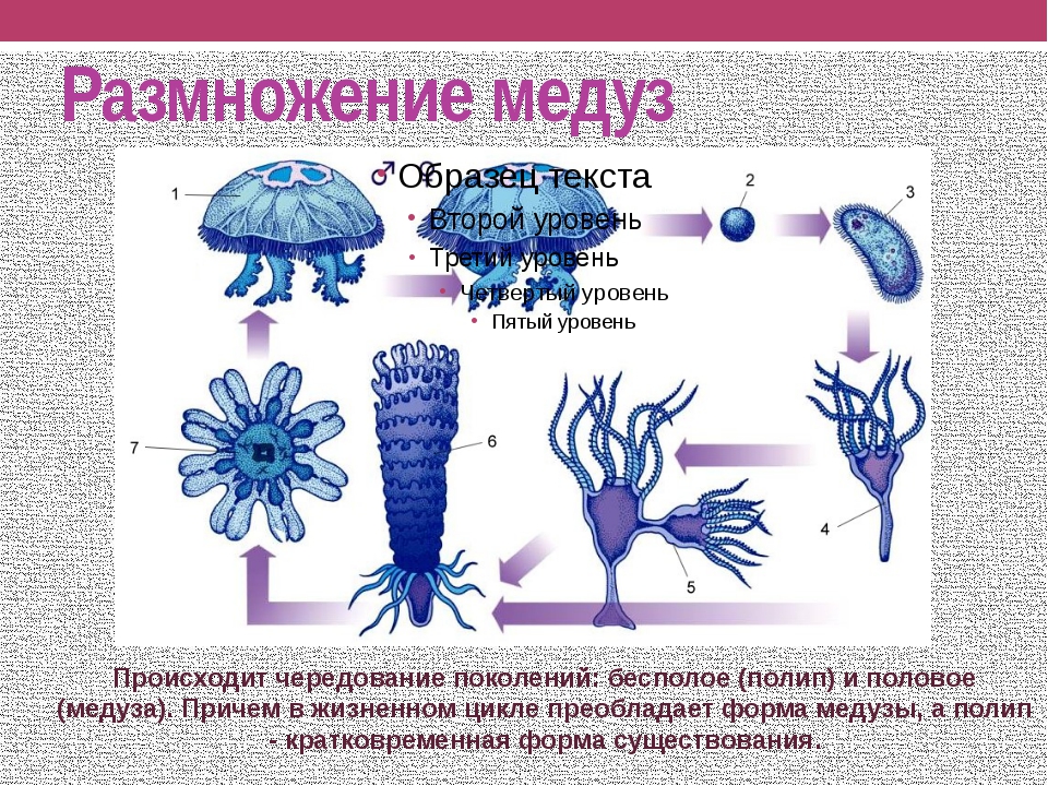 Три признака кишечнополостных. Кишечнополостные полипы и медузы. Размножение сцифоидных медуз. Цикл сцифоидных медуз. Bespoloye razmnojeniye meduzi.