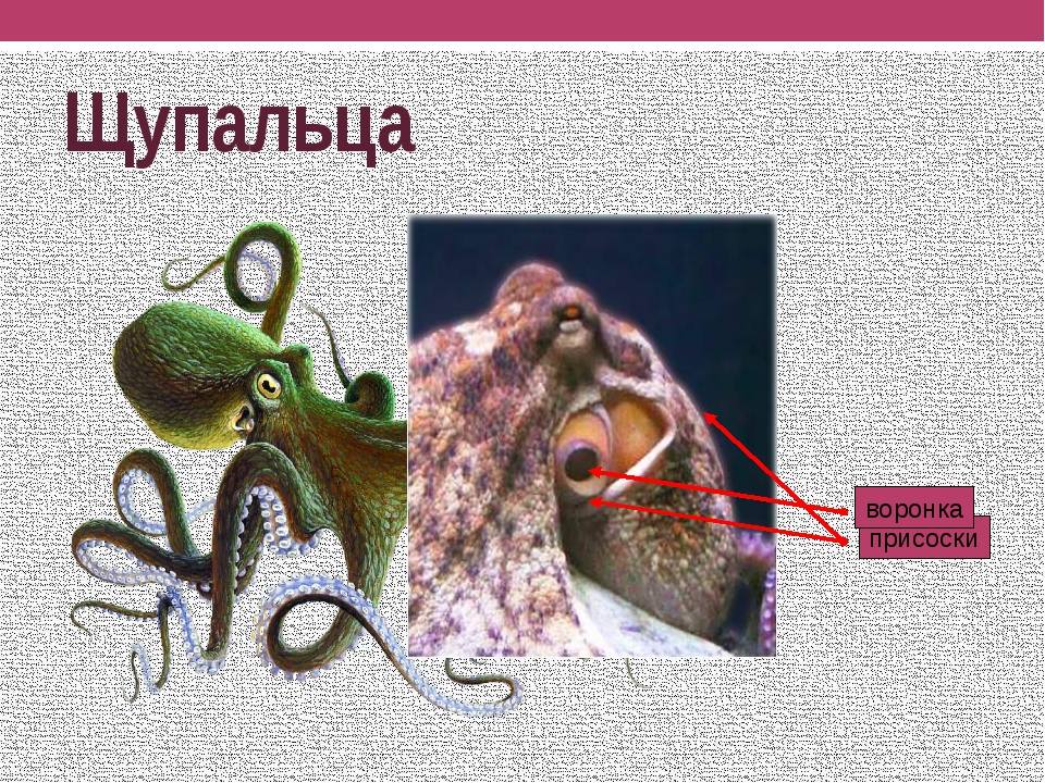 Воронка головоногих. Воронка осьминога. Воронка у головоногих моллюсков. Воронка и щупальца головоногих.