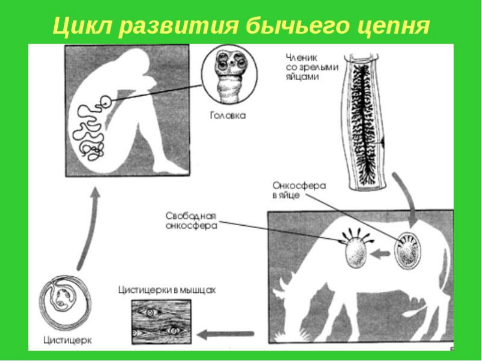 Жизнь ленточного червя. Жизненный цикл печеночного бычьего цепня. Ленточные черви жизненный цикл бычьего цепня. Жизненный цикл ленточного червя схема. Бычий цепень жизненный цикл схема.