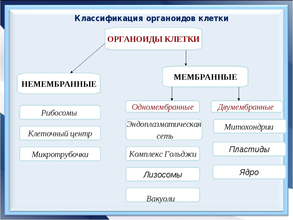 Одномембранные органоиды схема