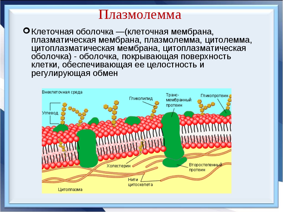 Плазматическая мембрана картинка