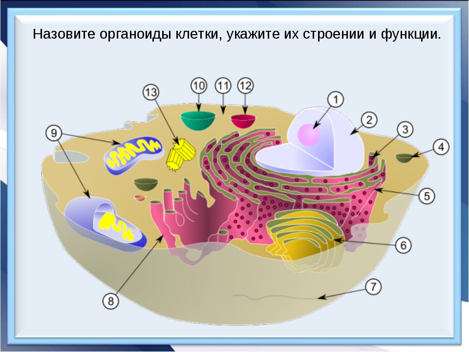 Запиши цифру которой эта органелла обозначена на рисунке