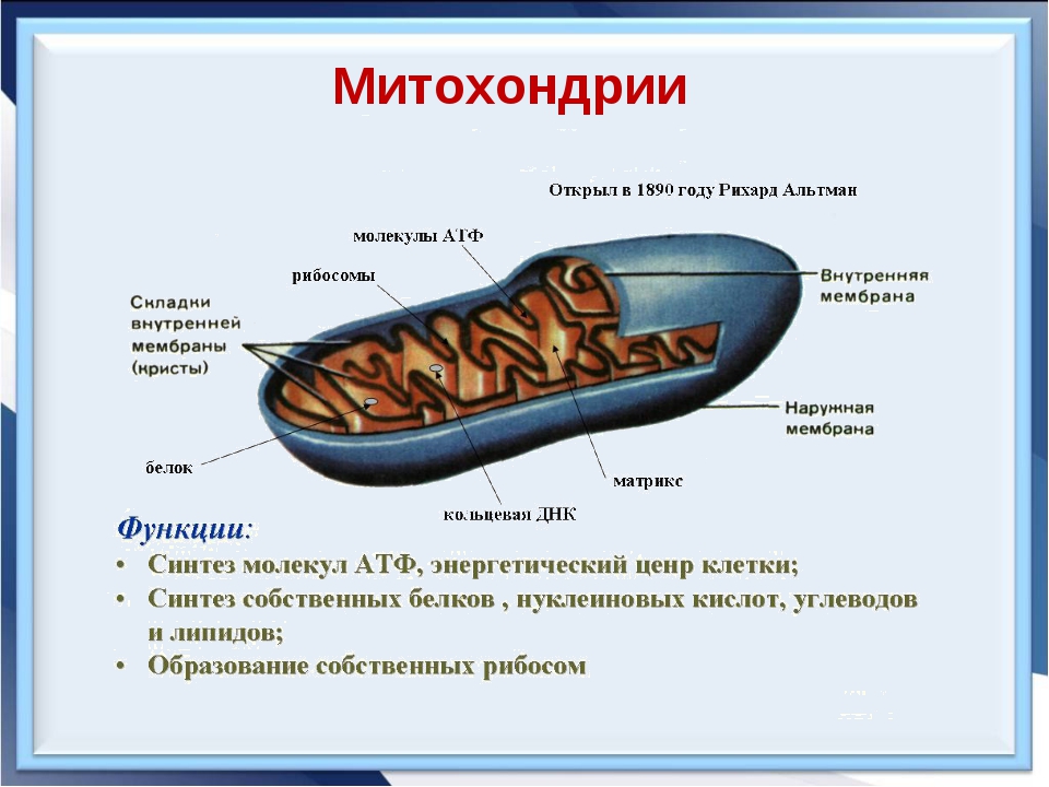 Органические вещества в митохондрии. Митохондрии строение и функции. Структура строение функция митохондрии. Митохондрии строение и функции таблица. Строение и процессы митохондрий.