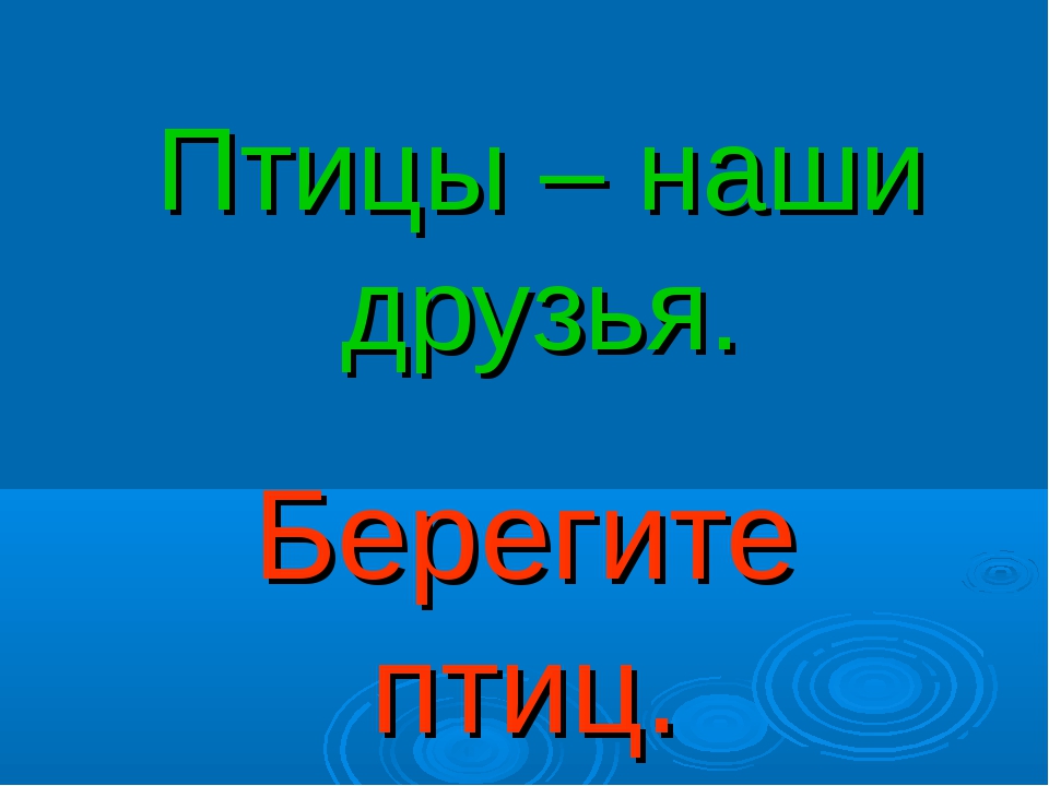 Берегите птиц презентация