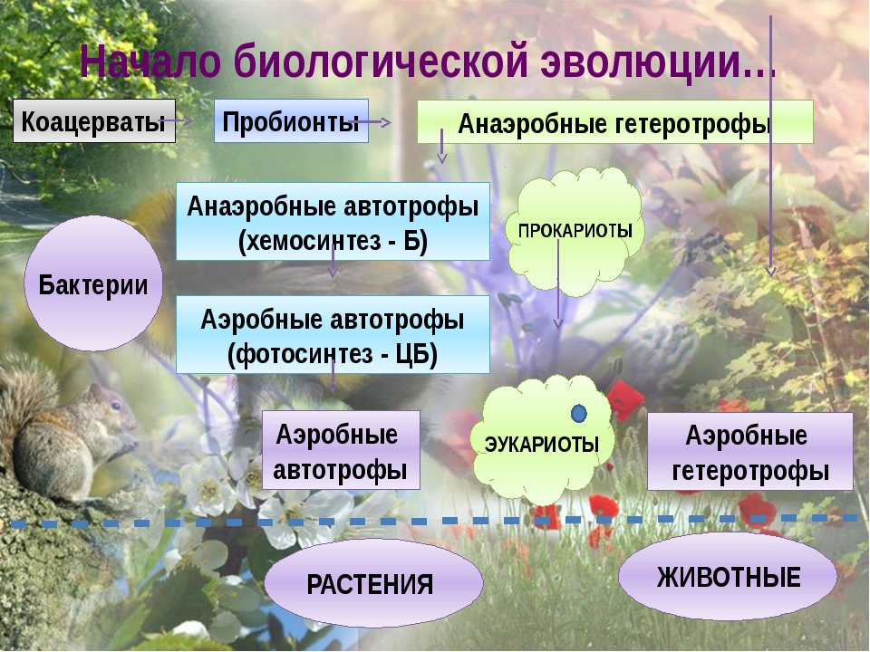 У грибов есть фотосинтез. Этапы биологической эволюции жизни. Биологическая Эволюция схема. Начальные этапы биологической эволюции. Анаэробные гетеротрофы.
