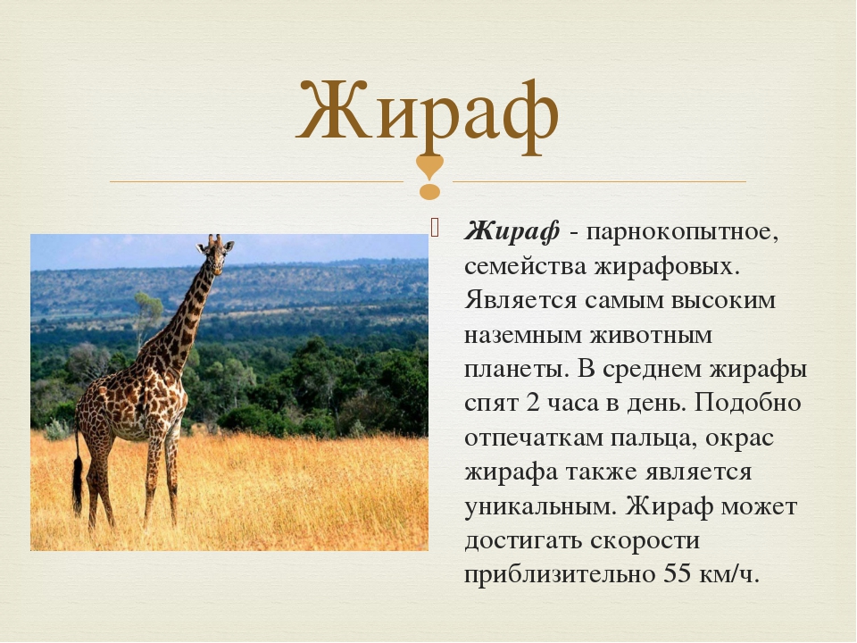 На каком материке находится жираф. Рассказ про жирафа для детей 1. Сообщение о жирафах. Жираф краткое описание. Краткая информация о жирафе.