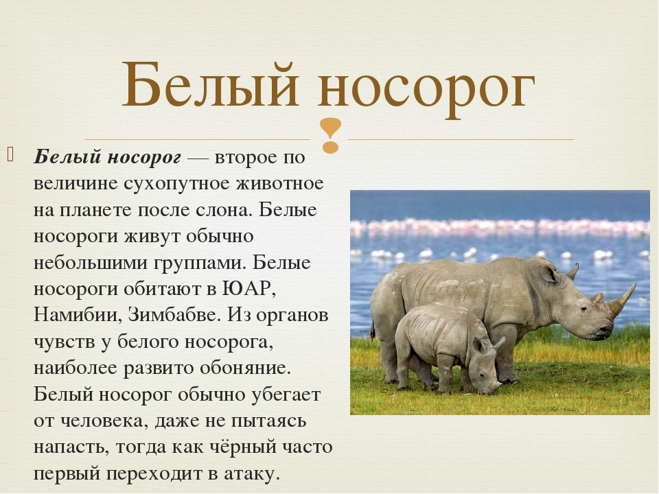 Животные сообщение 7 класс. Сообщение о белом носороге. Белый носорог красная книга. Информация о белом носороге из красной книги. Белый носорог сообщение для 4 класса.