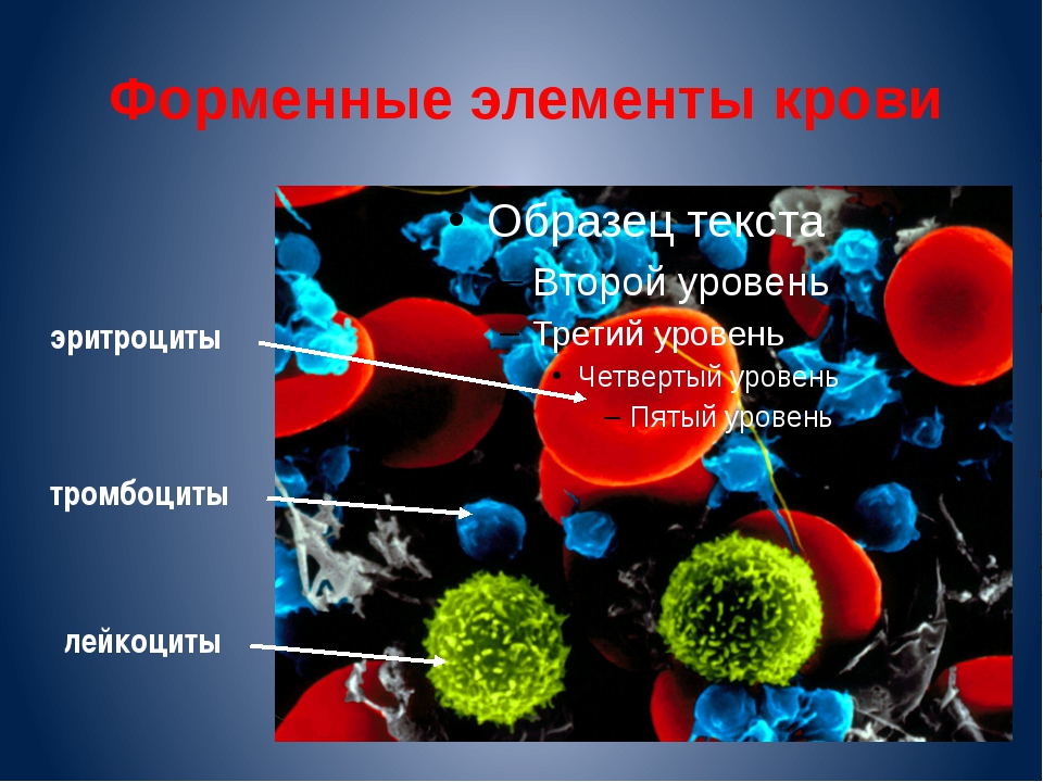 Эритроциты лейкоциты тромбоциты рисунок