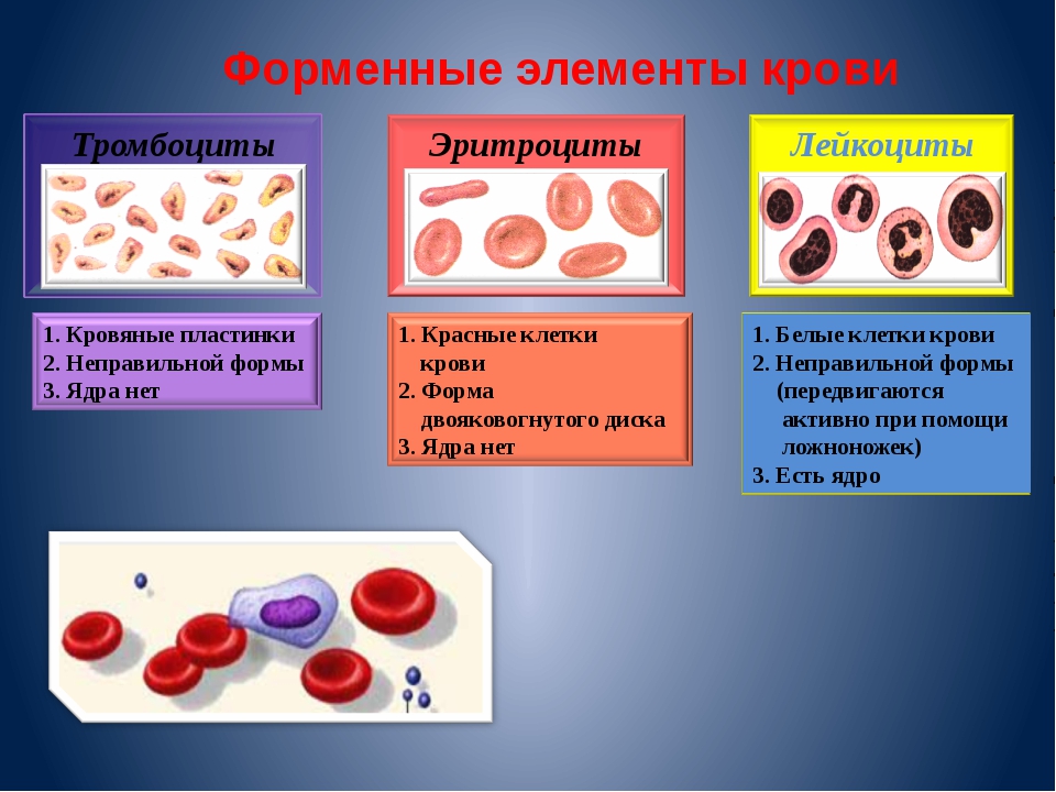 Схема строения форменных элементов крови. Кровяные тельца биология 8 класс тромбоциты. Основные функции форменных элементов крови лейкоциты. Форменные элементы крови лимфоциты.