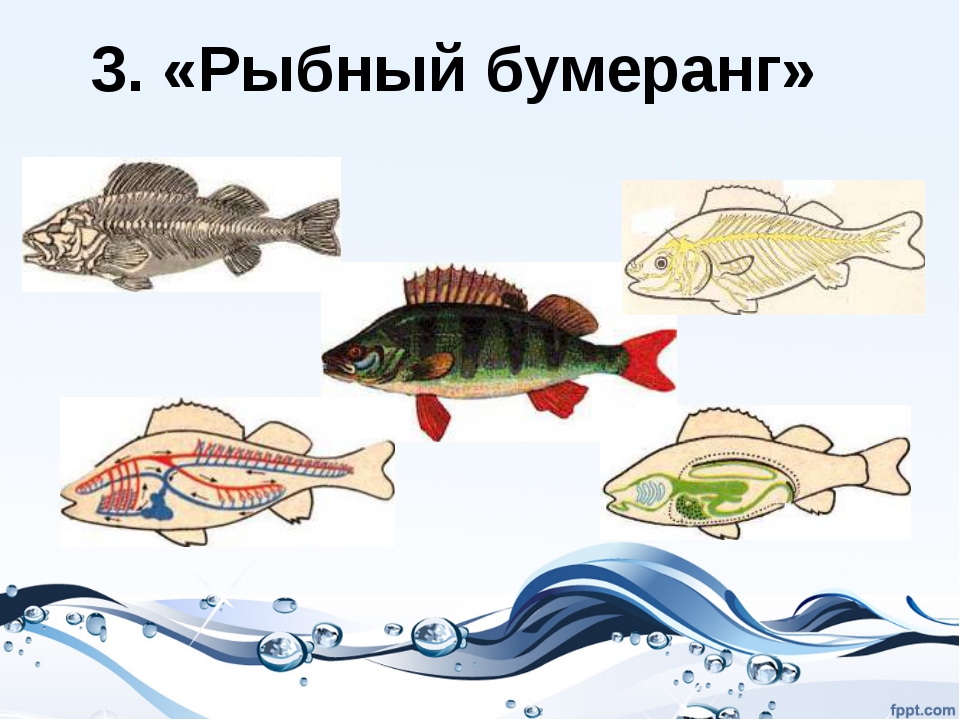 Тест по теме рыбы биология 7 класс. Рыбы (биология). Царство рыбы биология. Рисунок рыбы по биологии. Рыбы биология 7 класс.