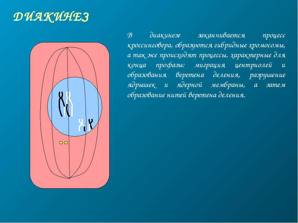 Проект по биологии мейоз